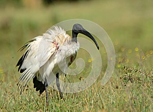 Sacred ibis, Lake Naivasha, Kenya