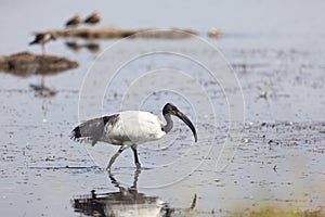 Sacred Ibis at Lake Nakuru, Kenya