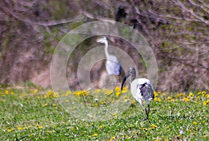 The sacred ibis lives in southeastern Iraq and sub-Saharan Africa, where it frequents a wide variety of environments, while prefer