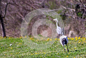 The sacred ibis lives in southeastern Iraq and sub-Saharan Africa, where it frequents a wide variety of environments, while prefer