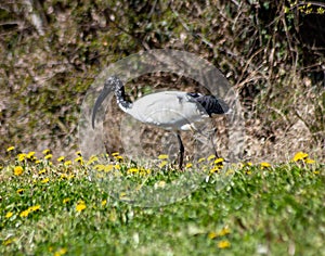 The sacred ibis lives in southeastern Iraq and sub-Saharan Africa, where it frequents a wide variety of environments, while prefer