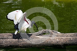 Sacred ibis of Madagascar