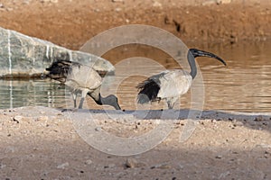 Sacred Ibis pair standing in the evening sun next to a lake Threskiornis aethiopicus.