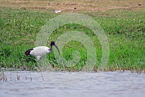 Sacred ibis, Queen Elizabeth National Park, Uganda