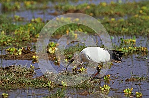 Sacred Ibis, threskiornis aethiopica, Adult standing in Swamp, Kenya