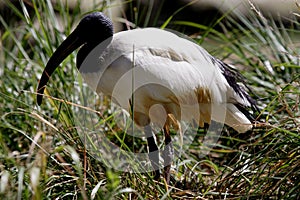 Sacred Ibis (Threskiornis aethiopicus)