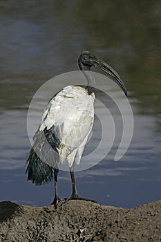 Sacred ibis, Threskiornis aethiopicus