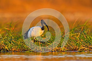 Sacred Ibis, Threskiornis aethiopicus, white bird with black head. Ibis feeding food in the lake. Beautiful morning sun with