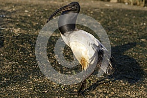 A Sacred Ibis wading in water in a pond or water or lake or stream in South Africa