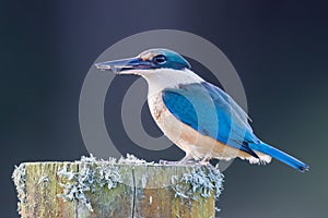 Sacred Kingfisher of Australasia