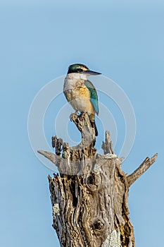 Sacred Kingfisher of Australasia