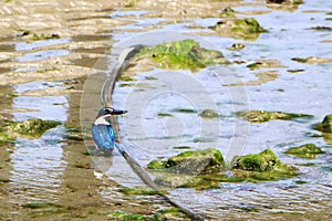 The sacred kingfisher bird Todiramphus sanctus