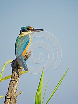 Sacred Kingfisher on Perch