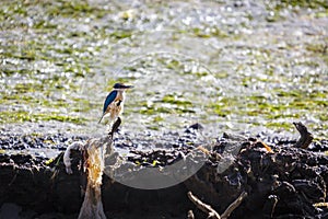 Sacred Kingfisher (Todiramphus sanctus)