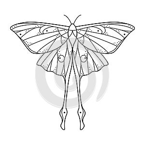 Sacred line geometric luna moth. Abstract mystic geometry butterfly. Vector illustration.