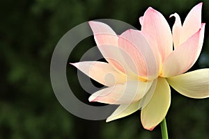 The sacred lotus