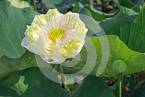 Sacred Lotus field in the morning