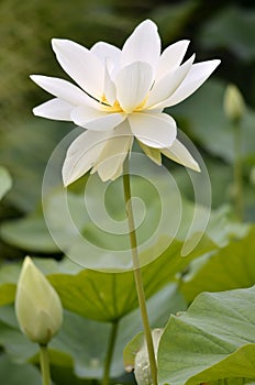 Sacred Lotus flower