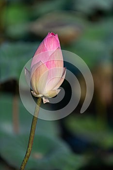 Sacred lotus flower bud in the early stage of plant growth