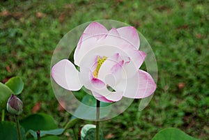 Sacred Lotus Flower - Nelumbo nucifera  Bangkok  Thailand