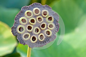 Sacred Lotus Seed Pod