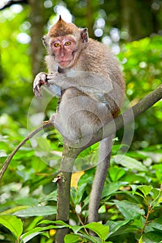 Sacred monkey Forest in Ubud, Bali