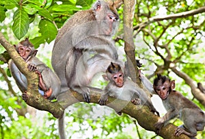 Sacred monkey Forest in Ubud, Bali