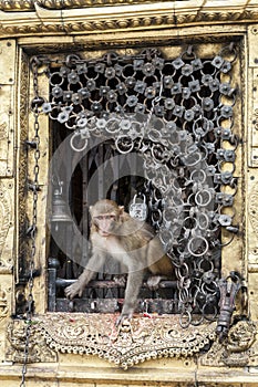 Sacred monkeys in a Stupa at Swayambhunath Monkey temple - Kathmandu, Nepal