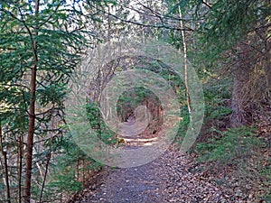 Sacred path through the pine forest