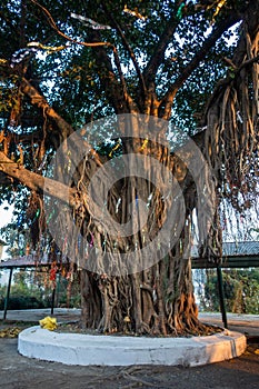Sacred Peepal Tree: Worship Site for Hindus in Uttarakhand, India. Symbolic Roots and Branches of Spiritual Significance