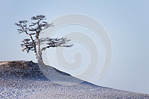 Sacred pine tree on Cape Burkhan of Olkhon island