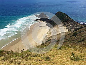 Sacred pohutukawa tree and beach at Cape Reinga, New Zealand