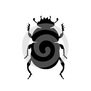 Sacred scarab beetle