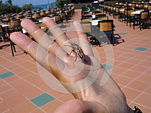 Sacred scarabaeus beetle on the man`s hand