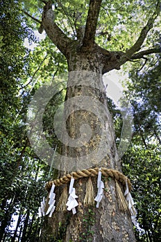 Sacred shinto tree photo