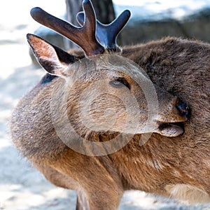 Sacred sika deer Miyajima island near Hiroshima, Japan Close-up of head with antlers
