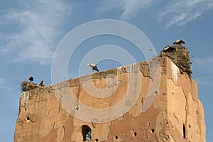 Sacred storks in Marrakech