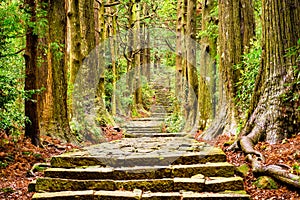 Sacred Trail in Japan