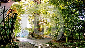 Sacred tree on the approach to the shrine Oji Shrine