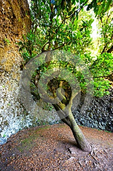 Sacred tree Garoe in El Hierro island, Canary Islands, Spain.