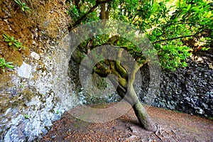 Sacred tree Garoe in El Hierro island, Canary Islands, Spain.