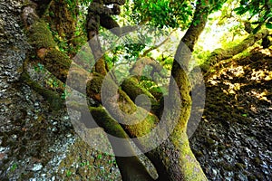 Sacred tree Garoe in El Hierro island, Canary Islands, Spain.