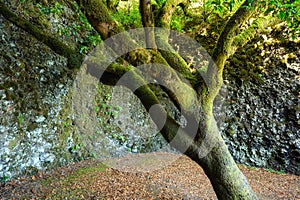 Sacred tree Garoe in El Hierro island, Canary Islands, Spain.