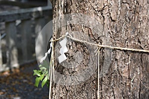 The sacred tree in the Japanese shrine.