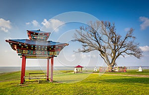 The sacred tree in Kalmykia. A lone poplar on a background of spring sky with white clouds. Steppe.