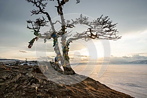 Sacred tree with multicolored ribbons on the shore of lake Baikal. Views of snow-covered ice of the lake and mountains