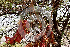 Sagrado un árbol panuelos 