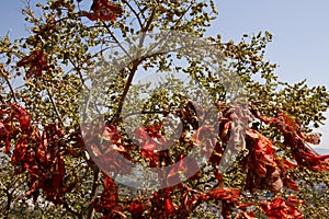 Sagrado un árbol panuelos 