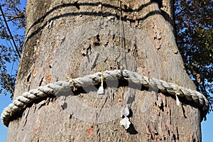 The sacred tree and Shimenawa in the Japanese shrine