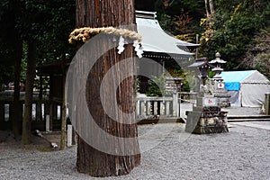 The sacred tree and Shimenawa in the Japanese shrine